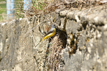 The grey wagtail climbing to the bird nest to feed little birds