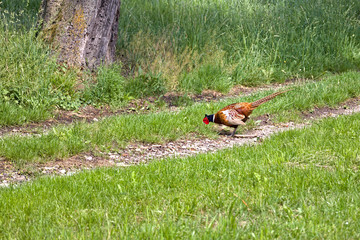 pheasant in the grass