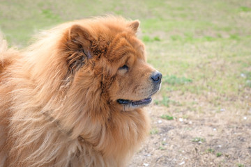 Obraz na płótnie Canvas Beautiful chow chow dog in the park. Portrait of a chow chow.