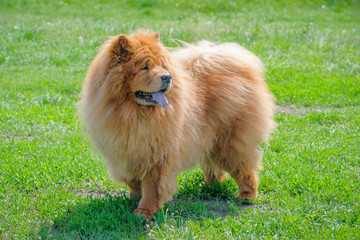 Beautiful chow chow dog on a walk in the park on a sunny day.