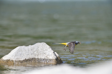 The grey wagtail flying with insect in beak over the river