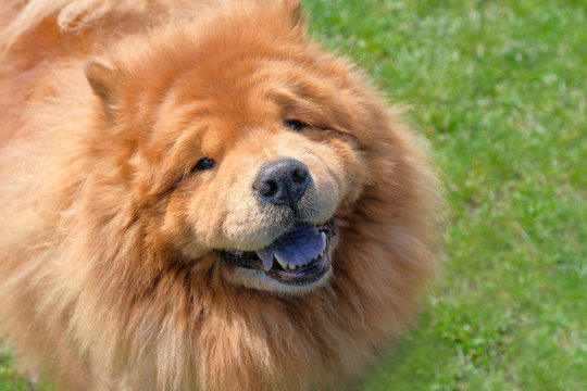Portrait of a happy chow chow dog in a park, close up.