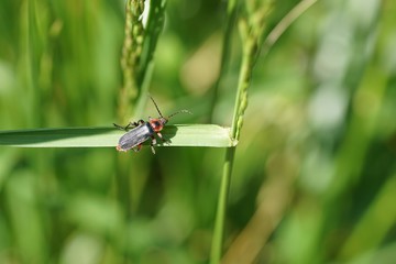 Gemeiner Weichkäfer (cantharis fusca)
