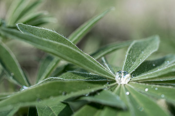 
macro photography of flowers