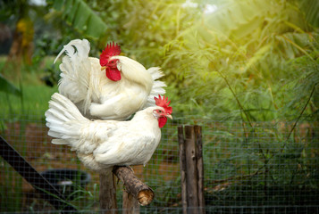 Chicken White Leghorn family. rooster and hen standing on a wooden perch on background of husbandry...