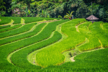 Die Reisterrassen von Jatiluwih auf Bali, Indonesien