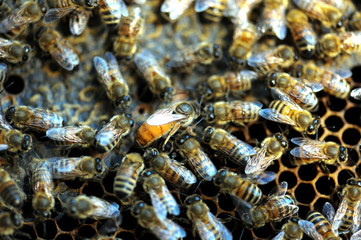  queen bee and others bees on the hive 
