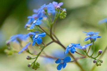 Branch small blue flowers spring blooming outdoor