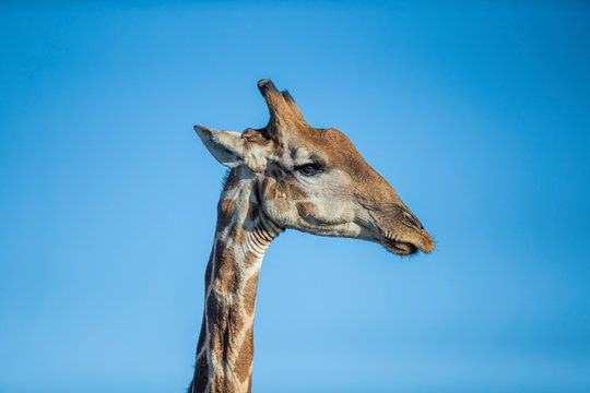 A giraffe in Etosha National Park