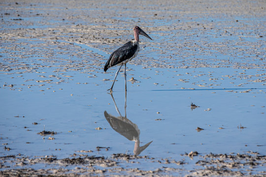 A marabou stork in Etosha National Park