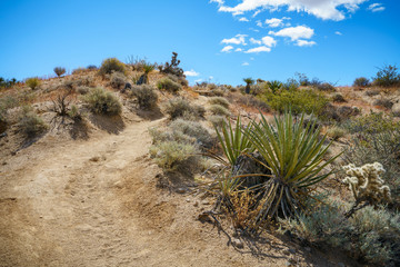hiking the lost palms oasis trail in joshua tree national park, california, usa