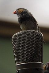 uccellino su microfono