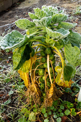 Close up of rimed Brussels-sprouts plant (Brassica oleracea)
