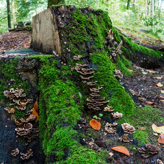Obraz premium Tree stump covered with shelf fungi and mosses 