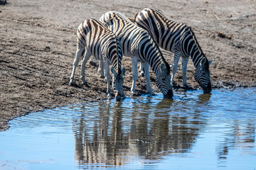 Fototapeta na wymiar Zebra’s drink from the Chudop Waterhole