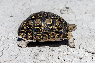 Leopard tortoise in Etosha National Park