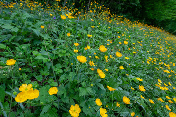 Buttercup (Ranunculs) flowers in bloom on the forest edge