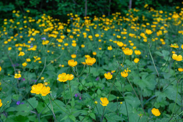 Buttercup (Ranunculs) flowers in bloom on the forest edge