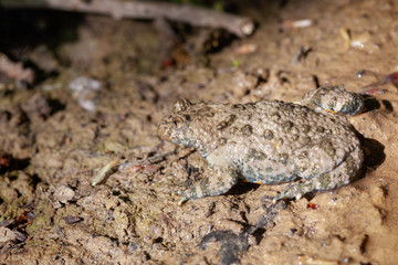 The yellow-bellied toad (Bombina variegata)