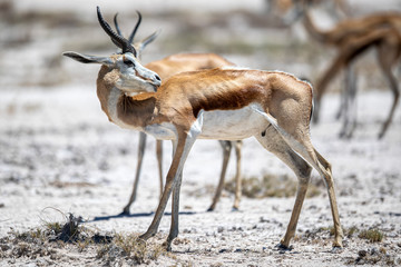 Impalas in Etosha National Park