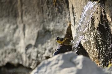 The grey wagtail standing on the stone at river with insects in beak 