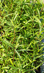 Close up of estragon (Artemisia dracunculus)
