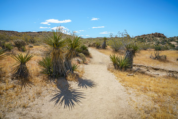 hiking the lost palms oasis trail in joshua tree national park, california, usa