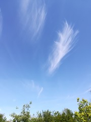 Obraz na płótnie Canvas sky and tree