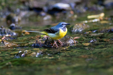 The grey wagtail hunting on the Sutla River, Istra, Croatia