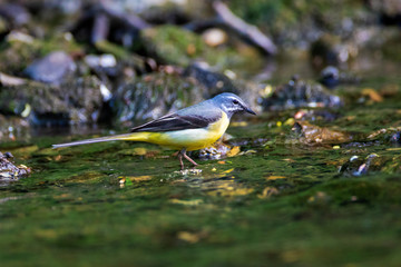 The grey wagtail hunting on the Sutla River, Istra, Croatia