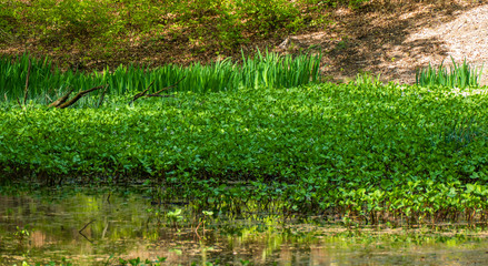 Pond with bogbean (Menyanthes trifoliata) in the Solse gat near Putten, Netherlands

