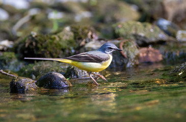 The grey wagtail hunting on the Sutla River, Istra, Croatia