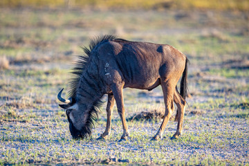 A blue wildebeest grazes in Etosha National Park