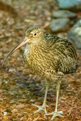 Greater Eurasia Curlew. Numenius arquata