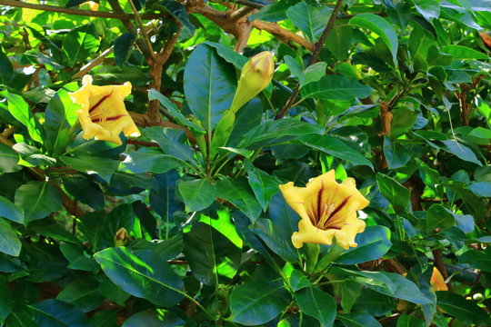 Solandra maxima flower from La Gomera, Canary Islands