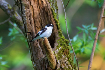 The collared flycatcher (Ficedula albicollis) on a branch, Kopački rit, Croatia