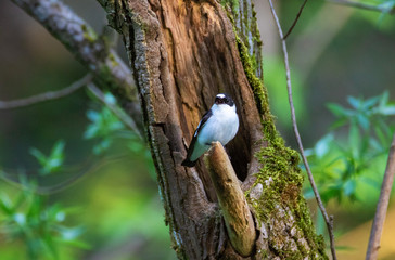 The collared flycatcher (Ficedula albicollis) on a branch, Kopački rit, Croatia