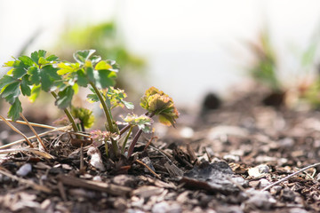 Young Columbine Leaves