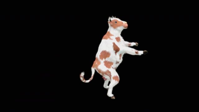 Cow Dance CG fur 3d rendering animal realistic CGI VFX Animation Loop  composition 3d mapping cartoon, with Alpha matte