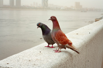 pheasant in the snow