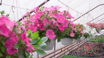 Large sun-drenched greenhouse with many flower seedlings on the shelves