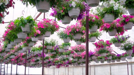 Large sun-drenched greenhouse with many flower seedlings on the shelves
