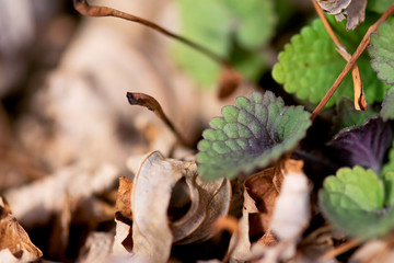 New Korean Hyssop Leaf