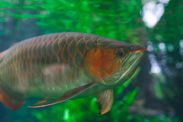 Photo through glass, observing piranha fish in their natural habitat.