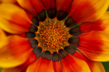 orange flower macro