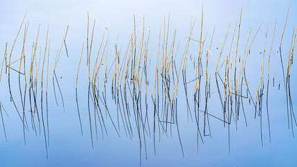 reeds in the water with reflections 