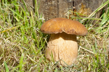 Porcini mushroom (Lat. Boletus edulis) grows in the forest under a tree