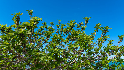 Fototapeta na wymiar Fig berries on a tree