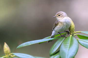 Common Chiffchaff