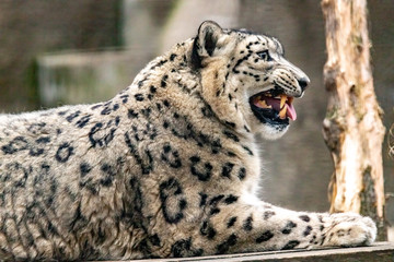 Snow leopard head. close up